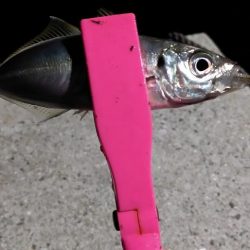 アジング～シーバス